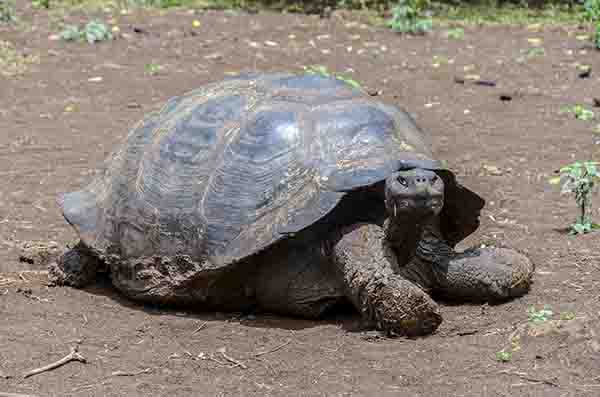 Tortuga gigante de Galápagos - isla Santa Cruz - islas Galápagos - Ecuador 7.jpg
